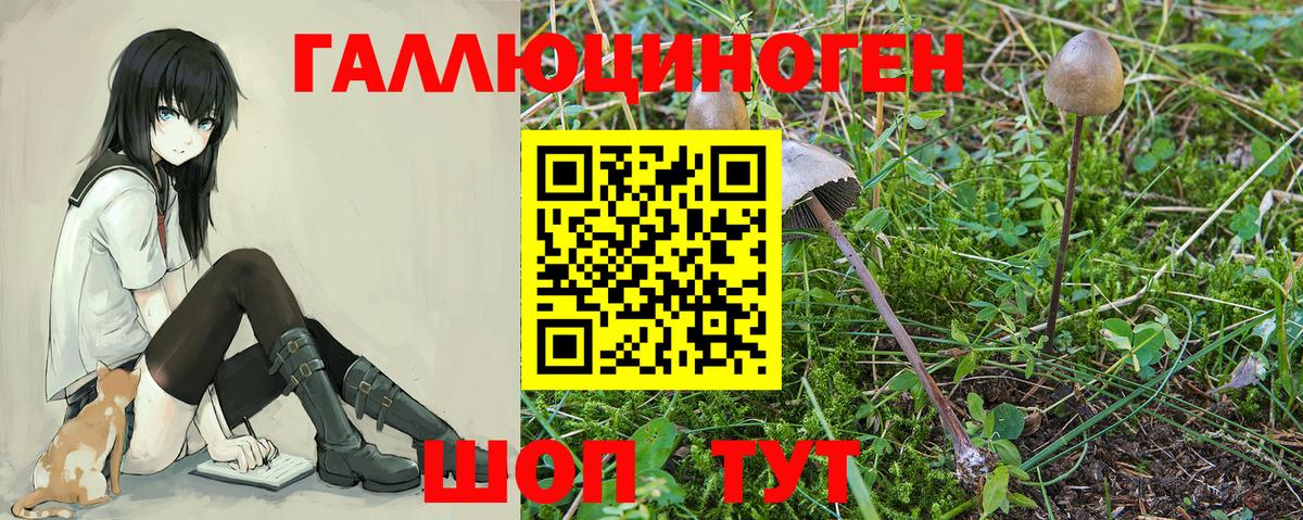 Псилоцибиновые грибы Psilocybine cubensis Кубинка